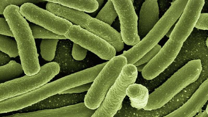 Harmless or deadly? Examining the evolution of E. coli