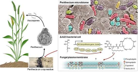 Harnessing functions of microbiota to combat fungal pathogens
