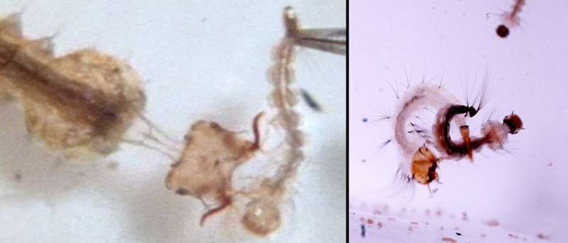 Harpoon heads, sweeping tails: How predatory mosquito larvae capture prey