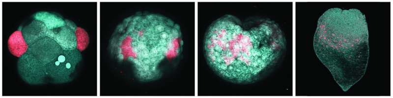 Harvard researchers discover embryonic origins of adult pluripotent stem cells