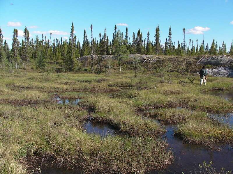 Harvesting peat moss contributes to climate change, scientist says