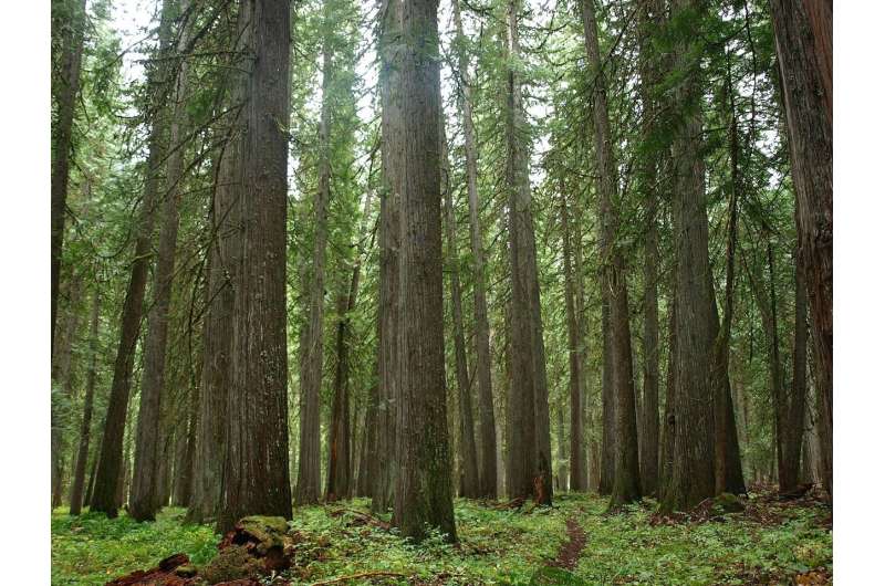 Has this iconic Northwest tree reached a tipping point?
