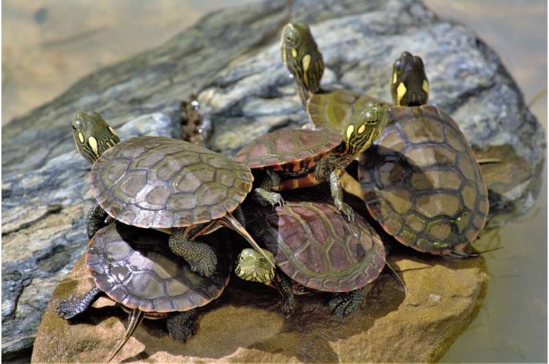 hatchling turtles