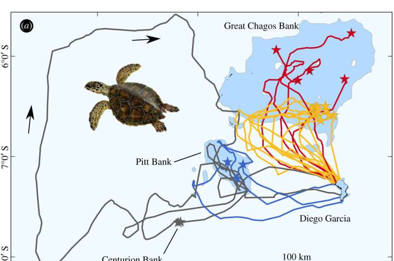 Hawksbill turtles have relatively crude navigational skills