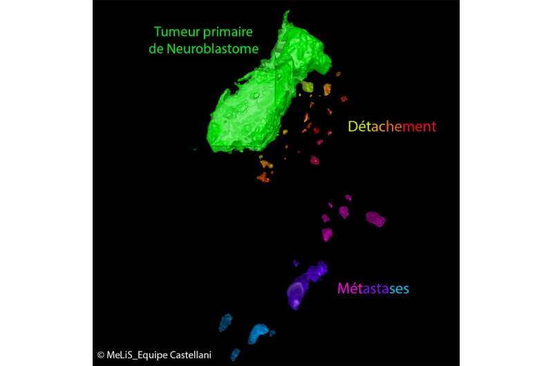 Healthy cells can impact tumour progression during embryonic development