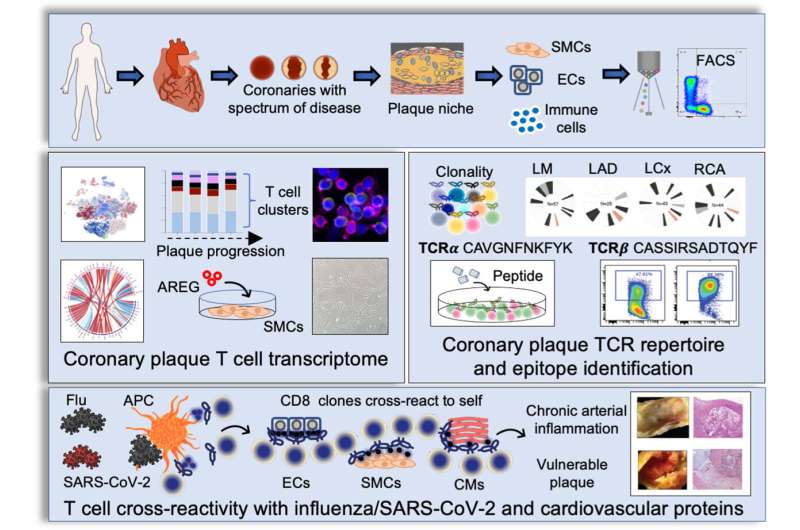 Heart artery plaque immune cells cross-react  with virus and vascular proteins, a potential cause of heart attack