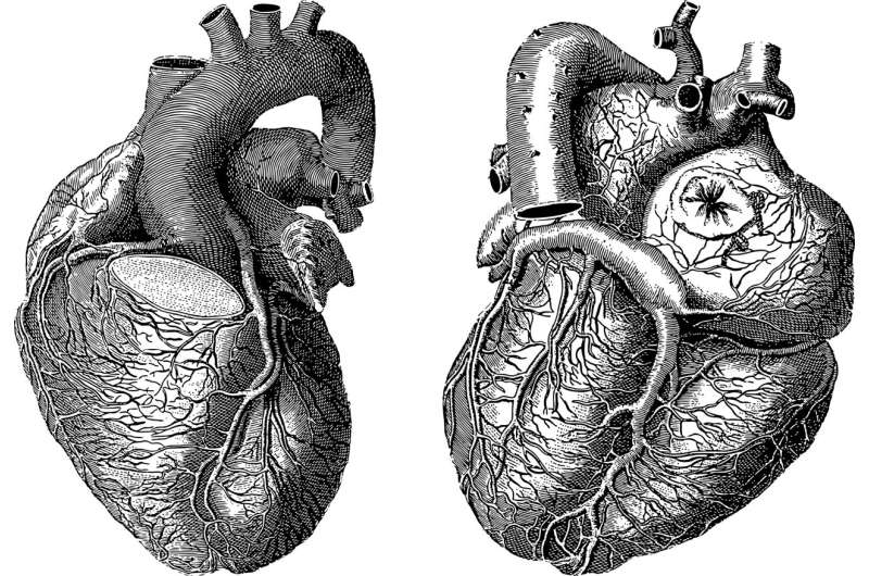 heart organ