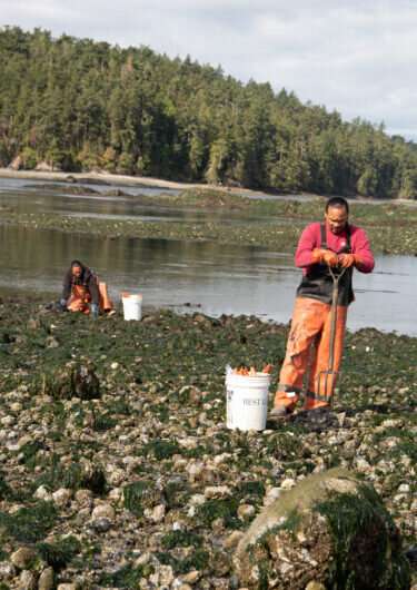 Heat wave of 2021 created ‘perfect storm’ for shellfish die-off