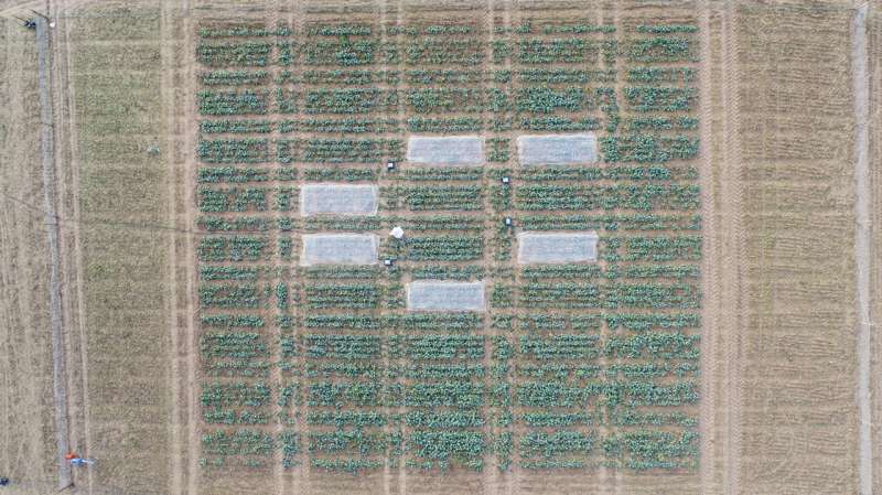 Heated plot experiments reveal link between warmer early winters and lower crop yields