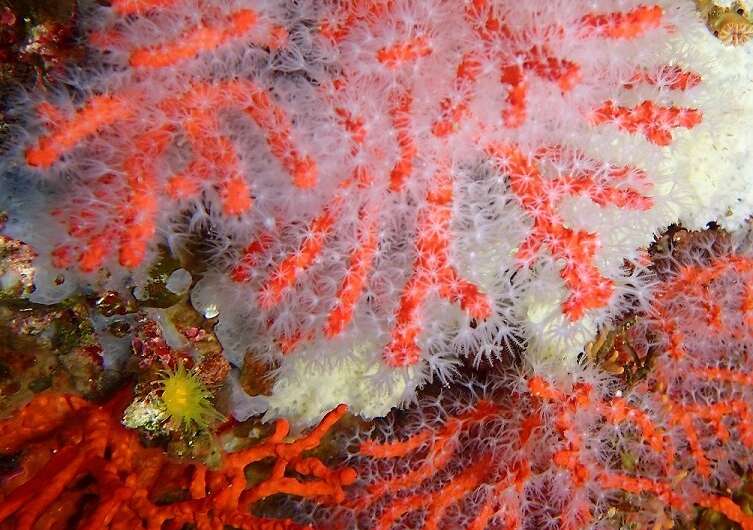 Heatwaves could reduce survival of coral larvae and connectivity of coral populations in Mediterranean Sea
