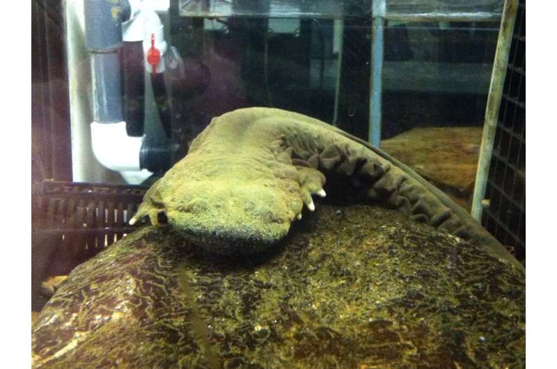 Helping the hellbenders: St. Louis experts work to breed struggling species