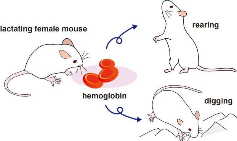 Hemoglobin acts as a chemosensory cue for mother mice to protect pups