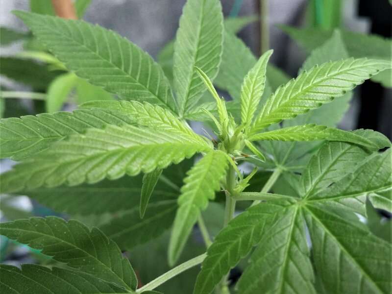 Hemp hampered no more with research showing potential as cash crop