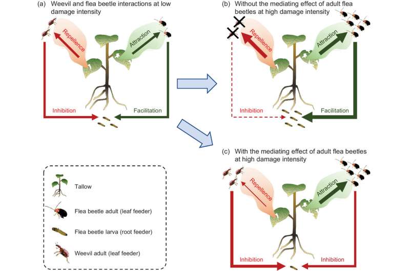 Herbivore Identity and Density Interact to Determine Plant-mediated Interactions between Herbivores