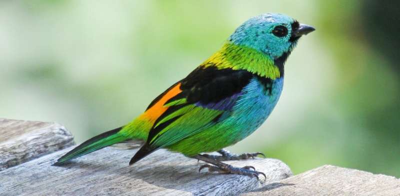 Here's how we proved that tropical birds are more colourful – and why colour helps them survive