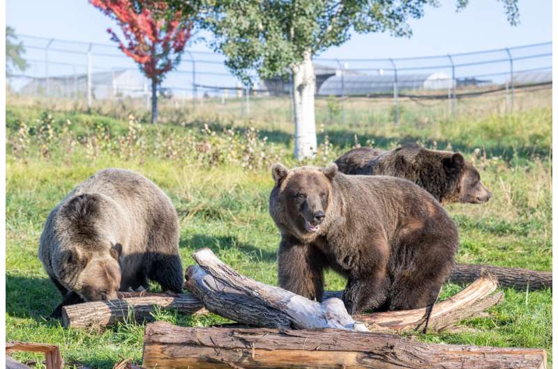 The ability of hibernating bears to regulate insulin is reduced to eight proteins