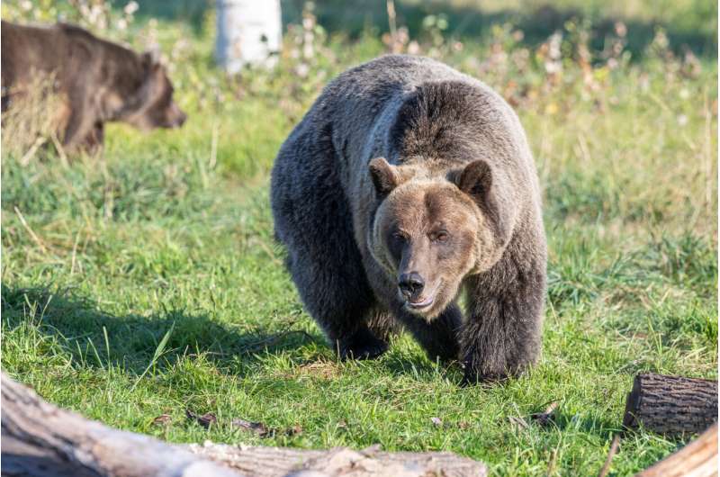 The ability of hibernating bears to regulate insulin is reduced to eight proteins