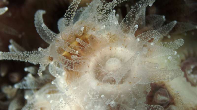 Hibernating corals and the microbiomes that sustain them
