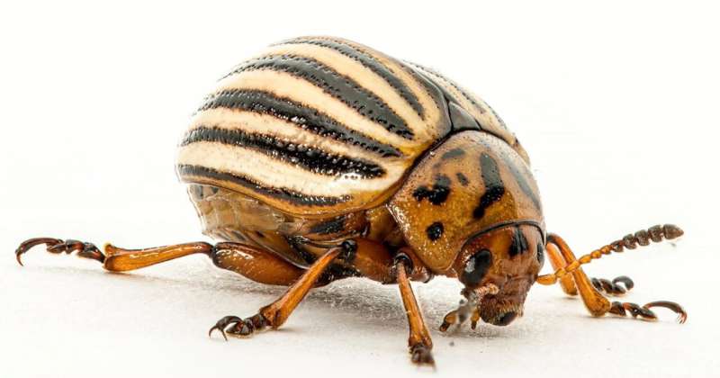 Hibernating insects regrow muscles on demand: study