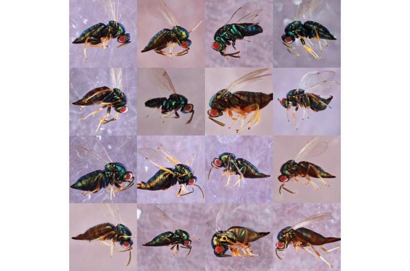 Hidden diversity: When one wasp species is actually 16 wasp species