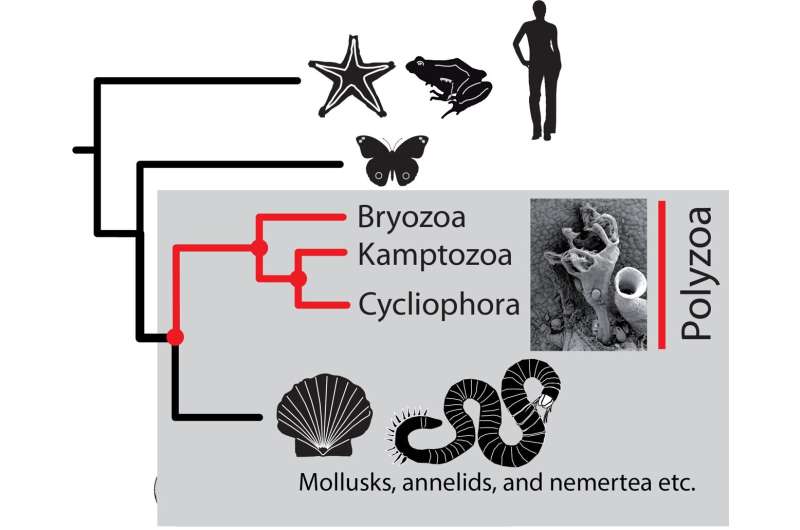 Hidden in genetics: The evolutionary relationships of two groups of ancient invertebrates revealed