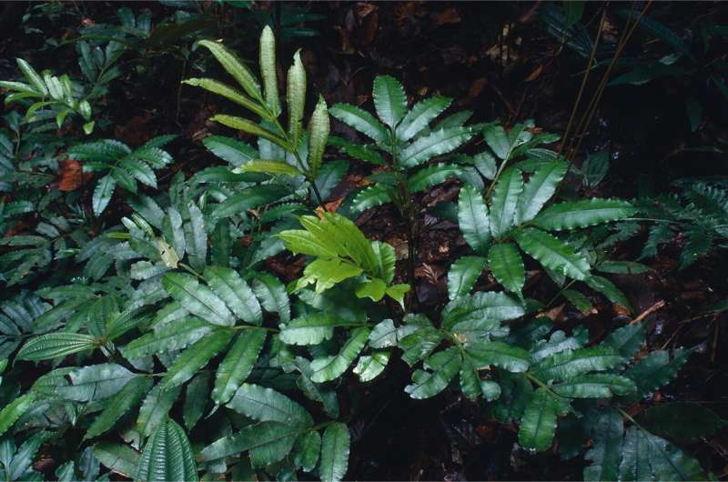 Hidden in plain sight: Seven showy tropical forest ferns described as new to science