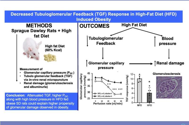 High-fat diet induces high blood pressure in rat kidneys