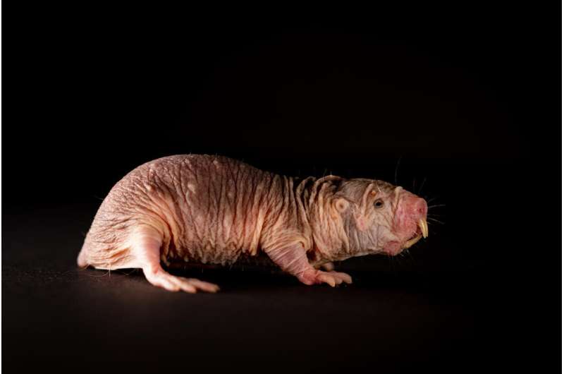 High-ranking naked mole-rats are more resilient