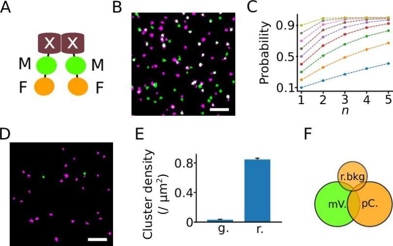 High-resolution microscopy for analysis of protein complexes