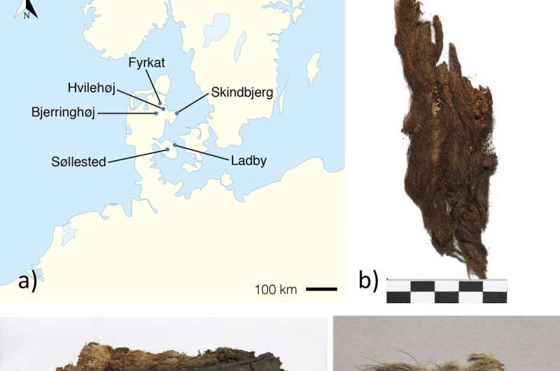High-status Danish Vikings wore exotic beaver furs