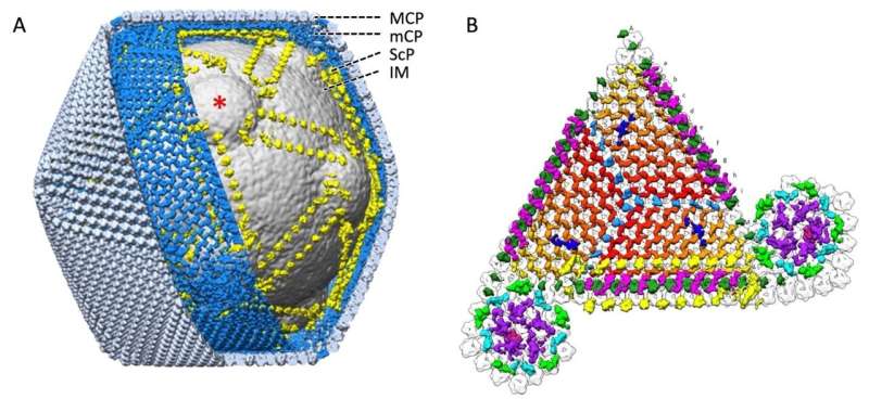 High-voltage cryo-electron microscopy reveals tiny secrets of 'giant' viruses