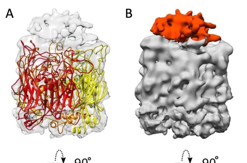 High-voltage cryo-electron microscopy reveals tiny secrets of 'giant' viruses