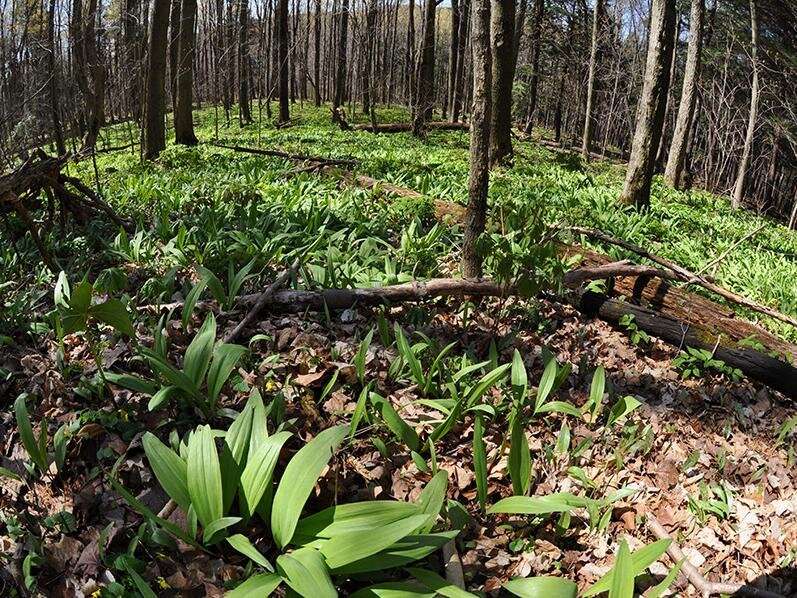 Higher demand for wild leeks has foragers overeager, threatens plant