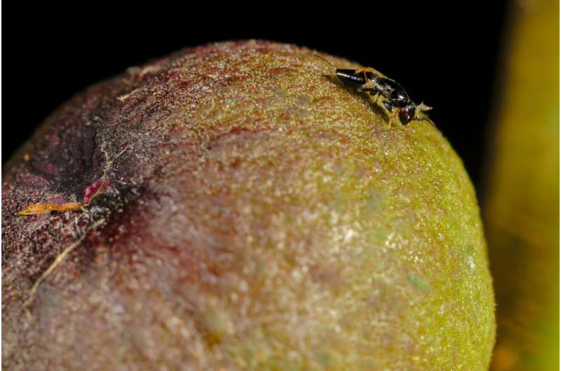 Higher temperatures make it difficult for fig tree pollinators
