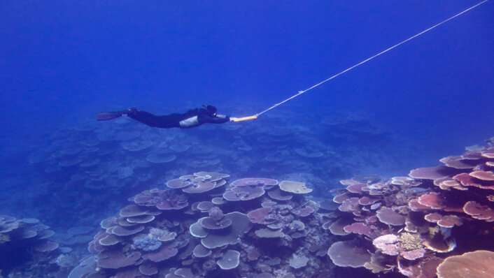 Highest coral cover in central, northern Reef in 36 years