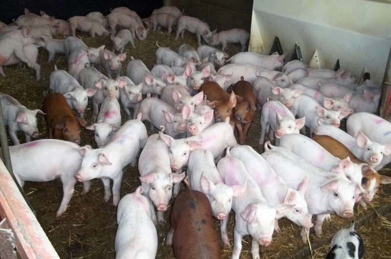 Highly antibiotic-resistant strain of MRSA that arose in pigs can jump to humans