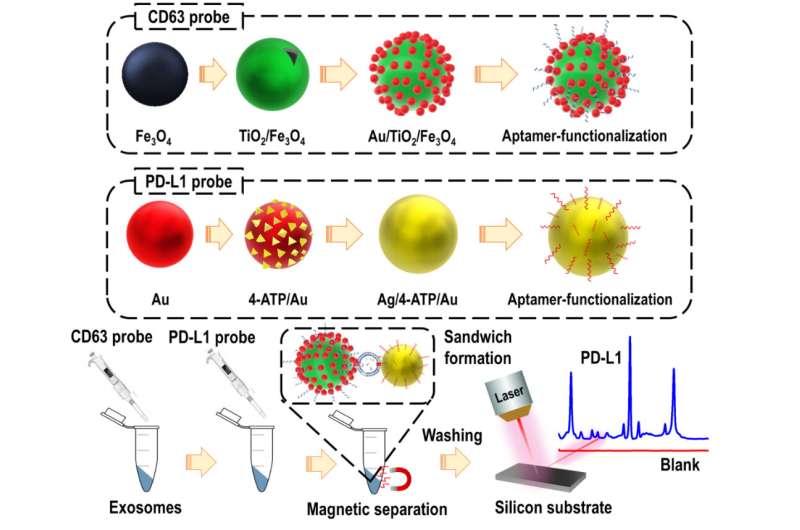 Highly-sensitive SERS probes developed to detect the PD-L1 biomarker