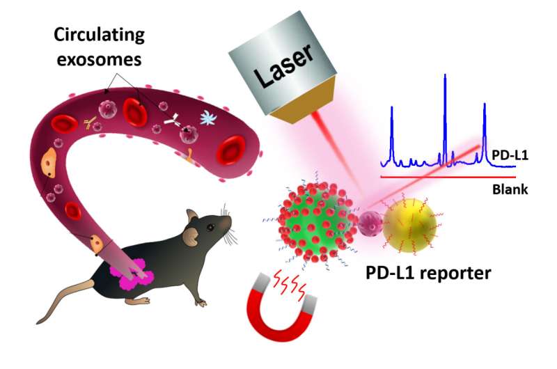 Highly-sensitive SERS probes developed to detect the PD-L1 biomarker
