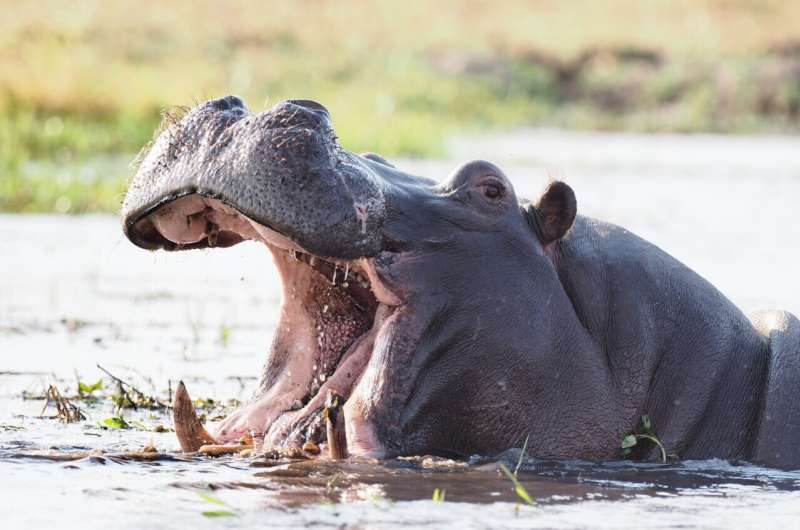 Hippos recognize each other's voices, respond differently to calls of strangers