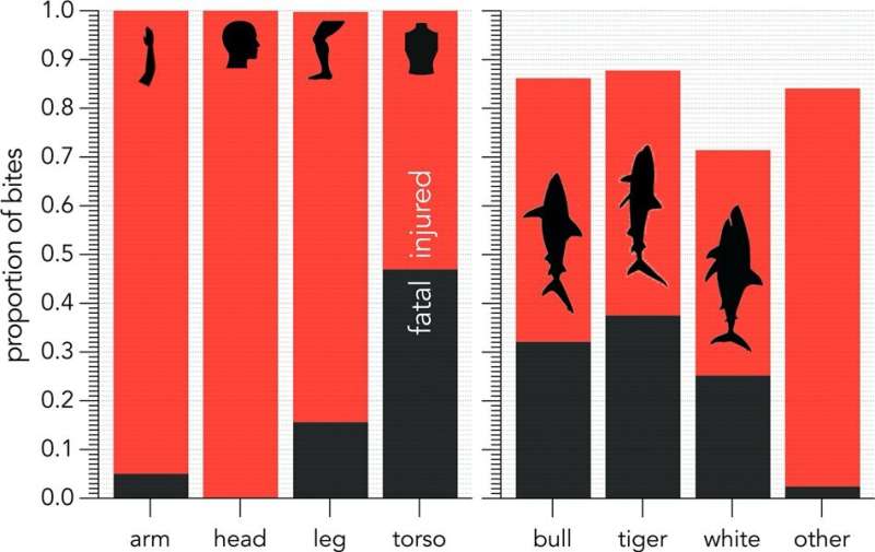 Historical dataset could help scientists better understand shark-human interactions