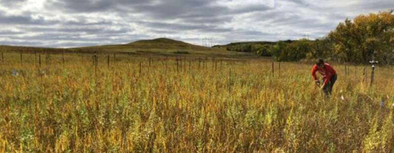Historical irrigation leaves long-lasting legacies on the prairie
