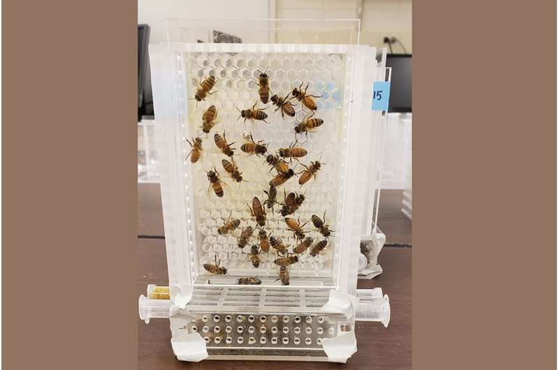 Honey bees prosper with quality, not quantity, of food in novel laboratory setup