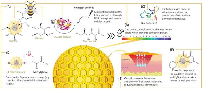 Honig hat ein süßes Potenzial für die Wundheilung, argumentieren Wissenschaftler