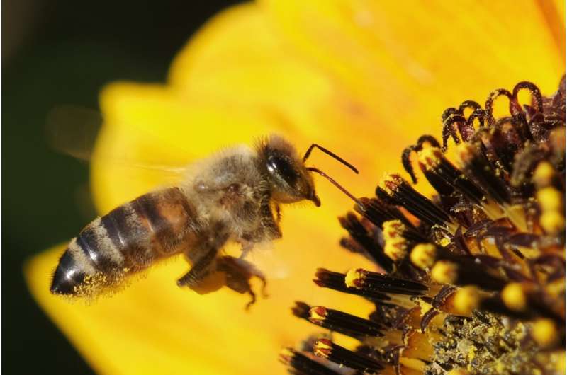 honeybee sunflower