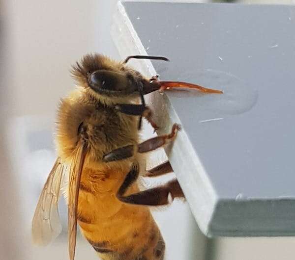 Les abeilles s'associent aux humains comme les seuls animaux connus capables de distinguer les nombres pairs et impairs