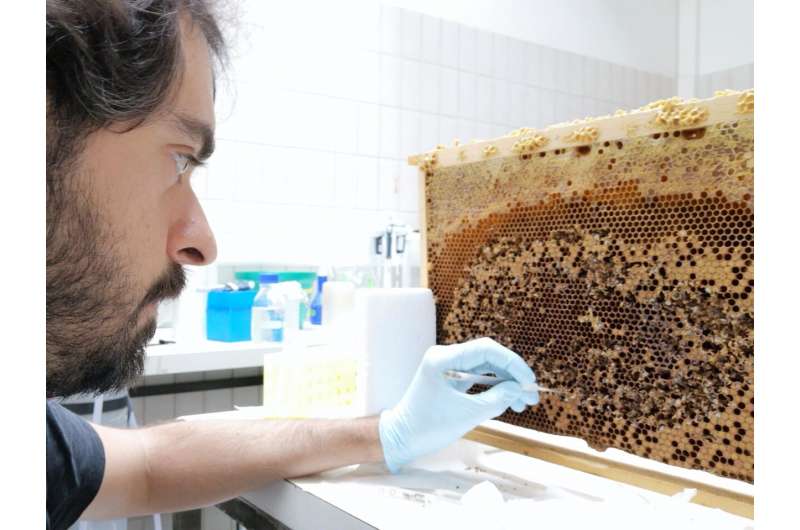 Honeybees ultra-connected by their microbiome