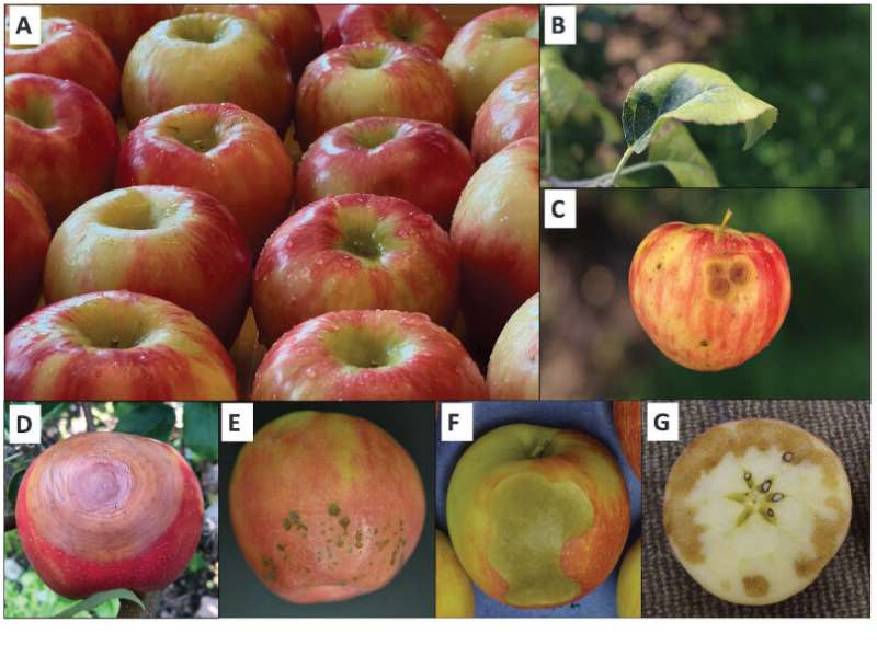 Honeycrisp-genoom zal wetenschappers helpen betere appels te kweken