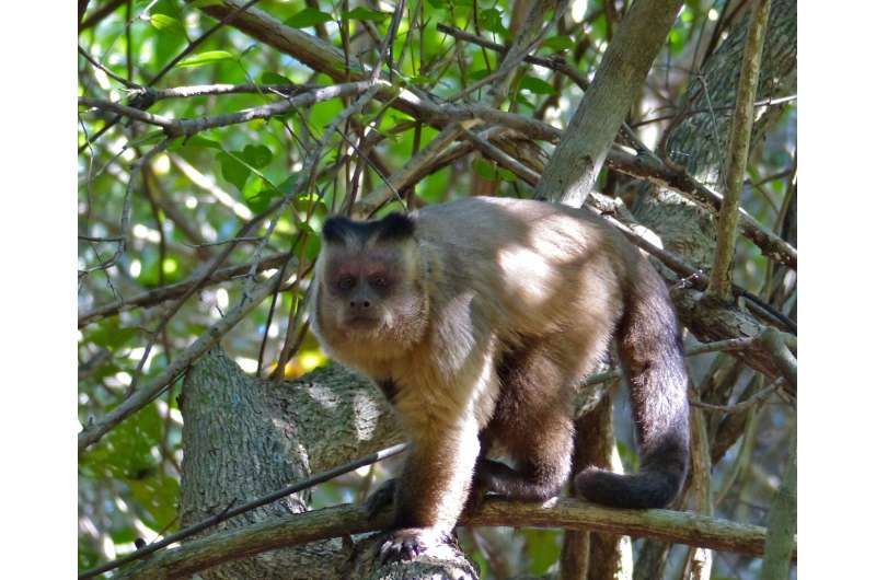 Hooded capuchin monkey at higher risk of extinction than realised
