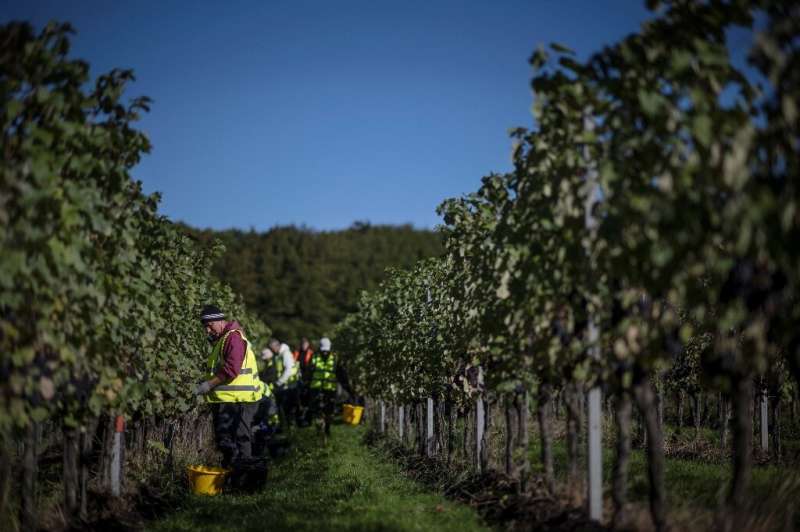 Hotter summers are making southern England suitable for growing grape varieties that have been grown in northern France and Germ