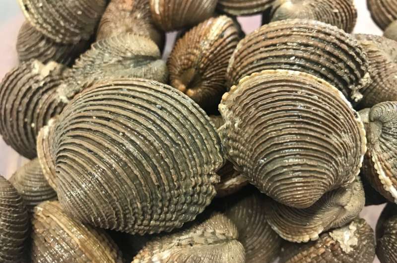 How a contagious cancer spread among clams